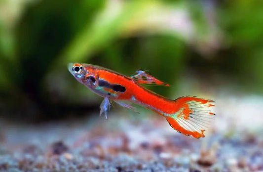 Scarlet Endler Male