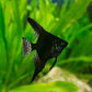Black Angelfish
