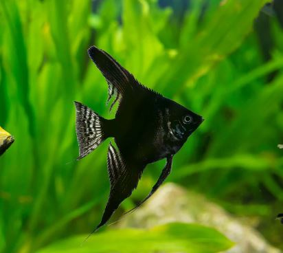 Black Angelfish