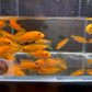 Red Zebra Cichlid