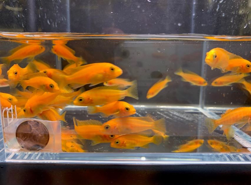 Red Zebra Cichlid