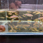 Zebra Danio
