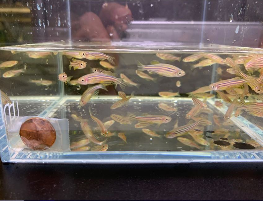 Zebra Danio