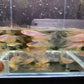 Longfin Zebra Danio