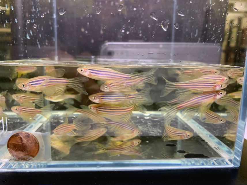 Longfin Zebra Danio
