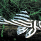Zebra Pleco 1.0"-1.5"