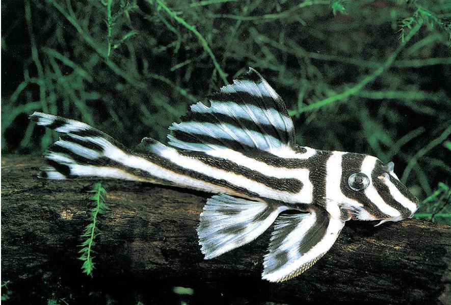 Zebra Pleco 1.0"-1.5"