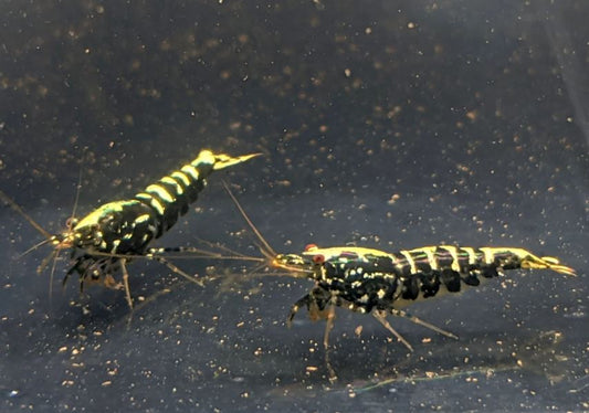Pinto Galaxy Zebra Black Shrimp (Grade A)