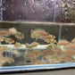 Neolamprologus similis- Zebra Shell Dweller (1.5"-2")