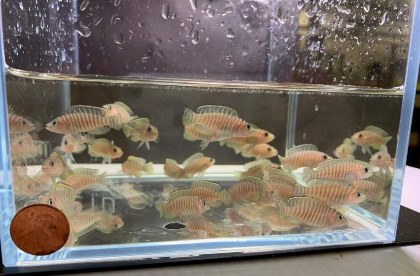 Neolamprologus similis- Zebra Shell Dweller (1.5"-2")
