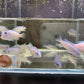 Cobalt Blue Zebra Cichlid