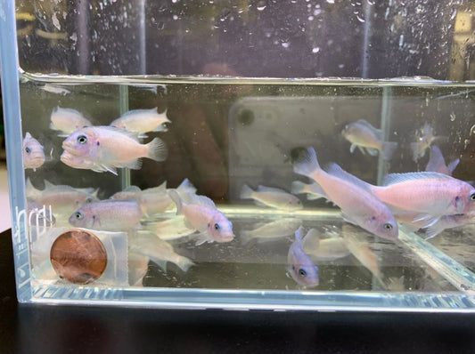 Cobalt Blue Zebra Cichlid