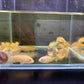 Albino Red Top Zebra Cichlid