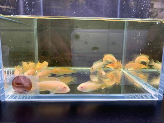 Albino Red Top Zebra Cichlid