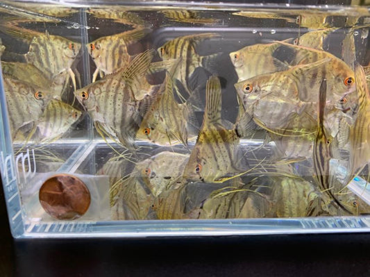 Zebra Angelfish