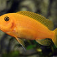 Red Zebra Cichlid