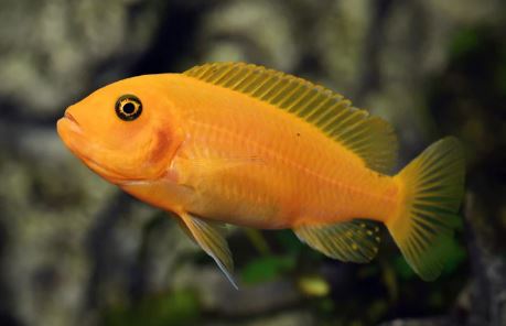 Red Zebra Cichlid