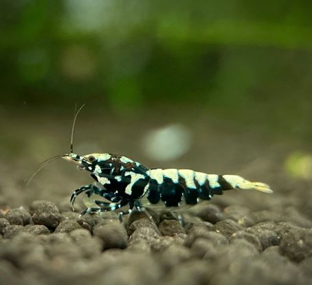 Pinto Galaxy Zebra Black Shrimp (Grade A)