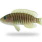 Neolamprologus similis- Zebra Shell Dweller (1.5"-2")