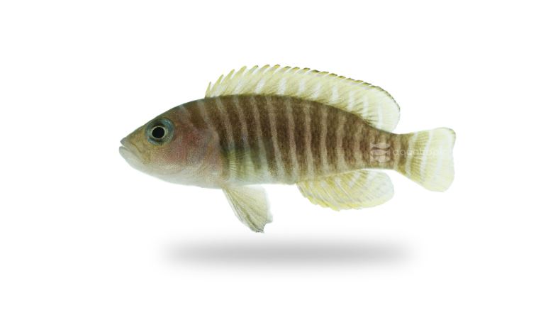 Neolamprologus similis- Zebra Shell Dweller (1.5"-2")